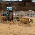 2022-10 - Equita Lyon - Tri de bétail - 042